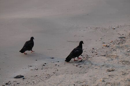 Two birds are walking on the sandの写真素材