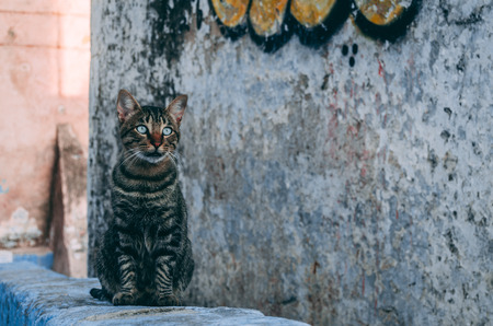 cat posing for the camera in the streets of chefchaouen, moroccoの写真素材