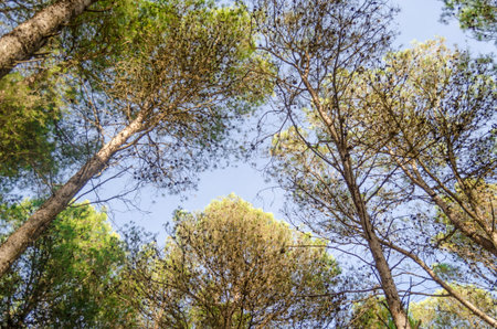 treetops in the forest of the mountain of chefchaouen moroccoの写真素材