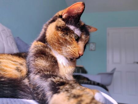 Domestic cat sitting / lying on a couchの写真素材