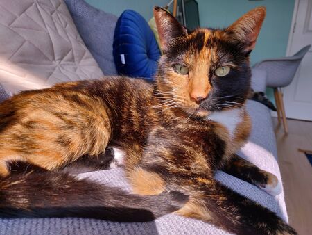 Domestic cat sitting / lying on a couchの写真素材