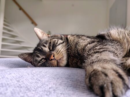 Domestic cat sitting / lying on a couchの写真素材