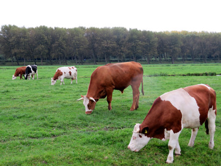 Cows, livestock or cattle on a farmer's (agricultural) field or meadow.の写真素材