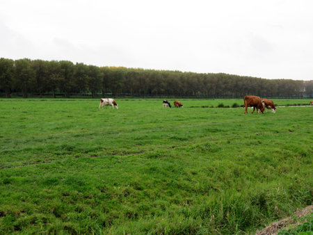 Cows, livestock or cattle on a farmer's (agricultural) field or meadow.の写真素材