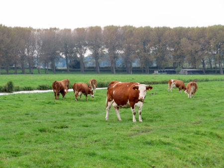 Cows, livestock or cattle on a farmer's (agricultural) field or meadow.の写真素材