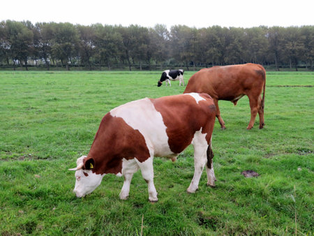 Cows, livestock or cattle on a farmer's (agricultural) field or meadow.の写真素材