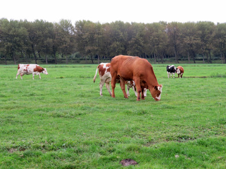 Cows, livestock or cattle on a farmer's (agricultural) field or meadow.の写真素材