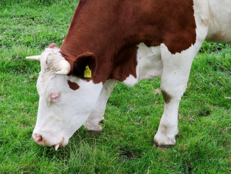 Cows, livestock or cattle on a farmer's (agricultural) field or meadow.の写真素材
