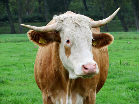 Cows, livestock or cattle on a farmer's (agricultural) field or meadow.の写真素材