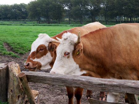 Cows, livestock or cattle on a farmer's (agricultural) field or meadow.の写真素材