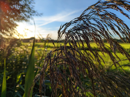 A diverse landscape in Delft and Delfgauw, with a late-summer blue sky and meadow fields.の写真素材