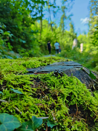 Moss on a tree in the forest. Selective focus.の写真素材