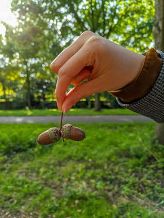 Acorn in the hands of a girl on a blurred background.の写真素材