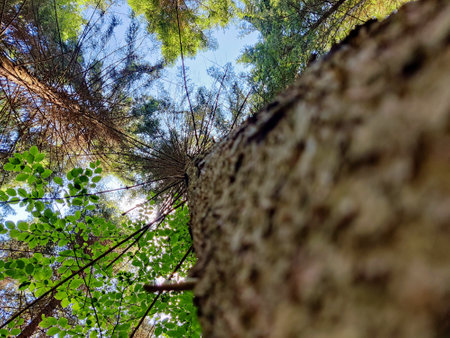 Looking up at the tops of tall pine trees in the forest.の写真素材