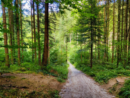 beautiful summer forest landscape with pathway and green foliage. latviaの写真素材