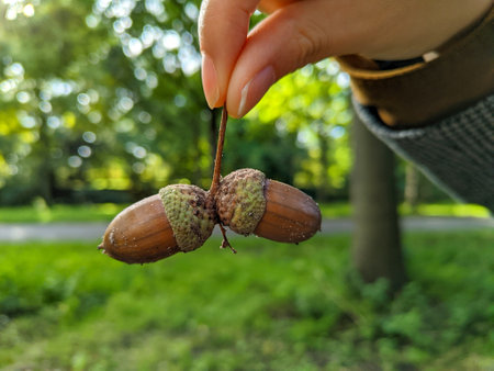 Acorns in the hands of a girl on a blurred background.の写真素材