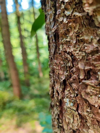 Close up of pine tree bark in the forest with blurred background.の写真素材