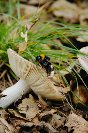 Bee on a mushroom in the autumn forest. Closeup.の写真素材