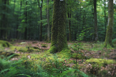 Beautiful green deciduous forest with moss and fernsの写真素材
