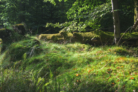 Beautiful forest landscape with mossy stones and green grass in summerの写真素材