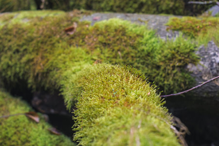 Moss on the rock in the forest, close-up.の写真素材