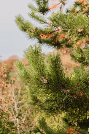 Pine branches in the forest. Selective focus with shallow depth of field.の写真素材