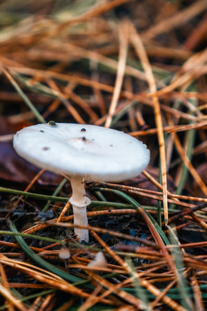 White mushroom growing in pine needles in the forest. Shallow depth of fieldの写真素材
