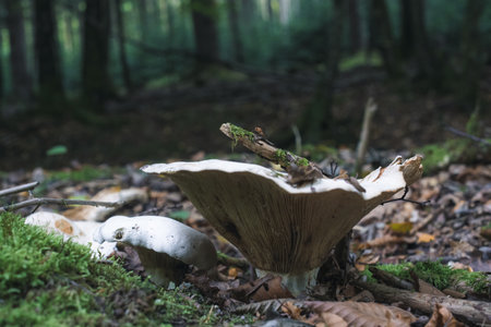 Mushroom in the forest on a mossy forest floor.の写真素材