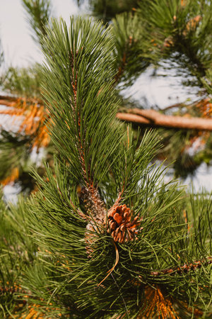 Pine branch with cones in the forest. Selective focus.の写真素材