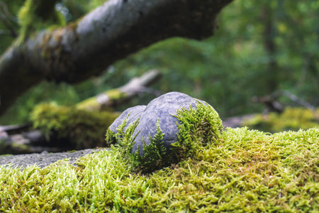 Green moss on stone in the forest. Selective focus and shallow depth of field.の写真素材