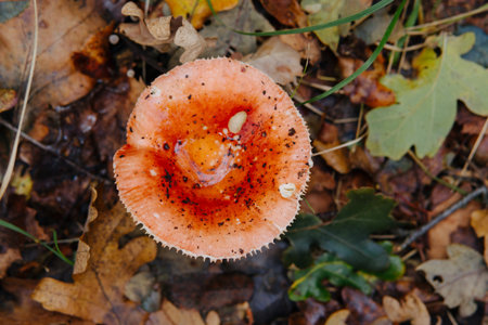 Mushroom in the autumn forest. Mushrooms in the autumn forest.の写真素材