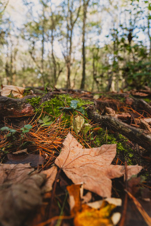 Fallen leaves on the ground in the autumn forest. Selective focus.の写真素材