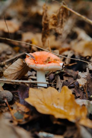Poisonous mushroom in the autumn forest. Closeup.の写真素材