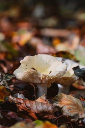 mushroom in the autumn forest, close-up, macroの写真素材