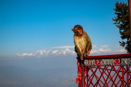 Monkey in himalayasの写真素材