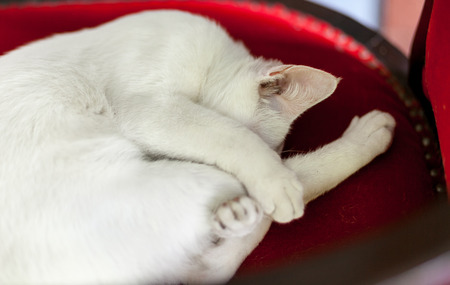 The sleeping cat is comfortable.の写真素材