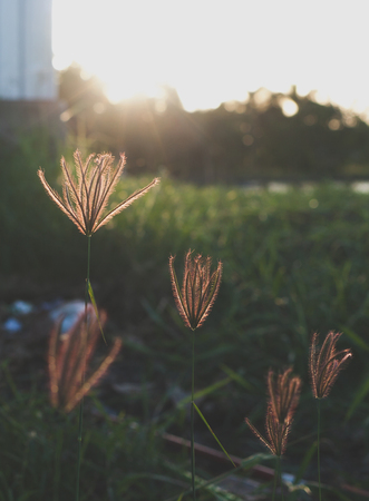 wayside flowers on the sunset is beautifulの写真素材