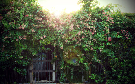 Quisqualis indica flower is Fragrant creepers.の写真素材