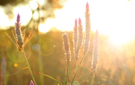 Celosia flowers pink and white are beautiful. By shooting backlight.の写真素材