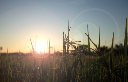 Rice field in evening day is beautiful. life is beautiful