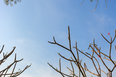 Plumeria tree (Frangipani) shed leaves or deciduousの写真素材