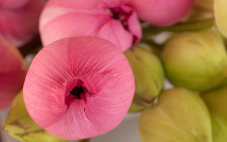 Beautiful pink lotus bud on blurred backgroundの写真素材