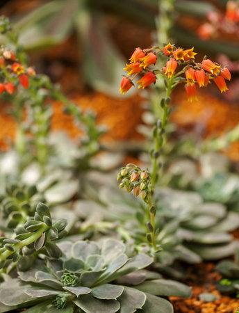 close up cactusの写真素材