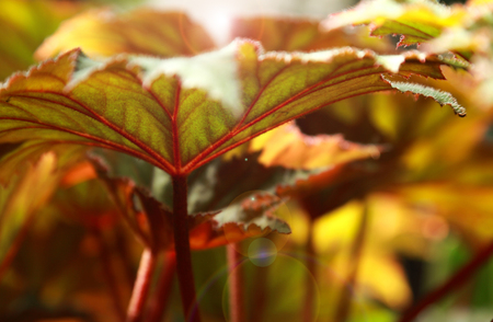 Begonia backlight and rim light is beautiful.の写真素材