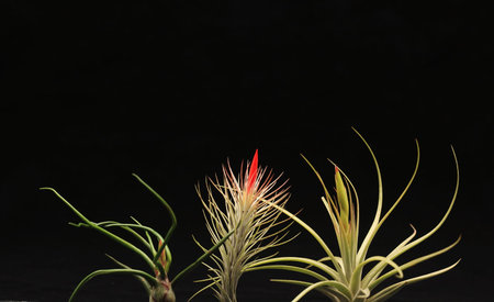 Tillandsia or air plant on black backgroundの写真素材
