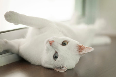 White cat with different colored eyes relaxing on the tableの写真素材