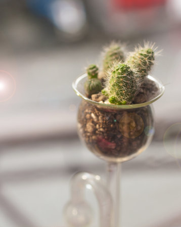 cactus in the glass. cactus in the science experiment tube.の写真素材