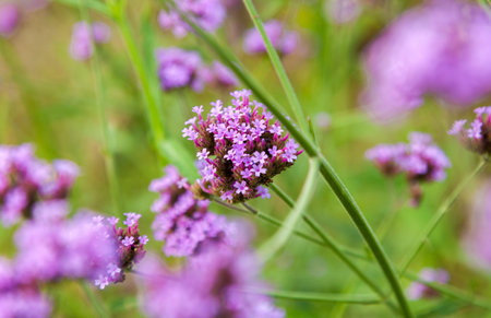 Violet flowers field is beautiful (VERBENA BONARIENSIS)