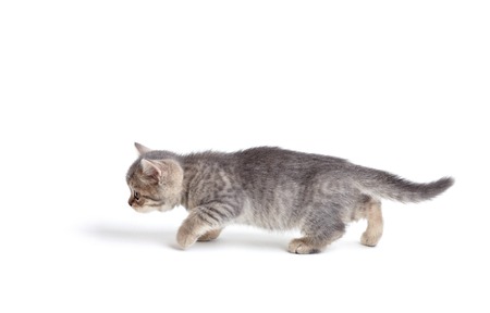 British kitten isolated on white backgroundの写真素材