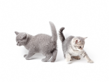 Two british kittens playing. On white backgroundの写真素材